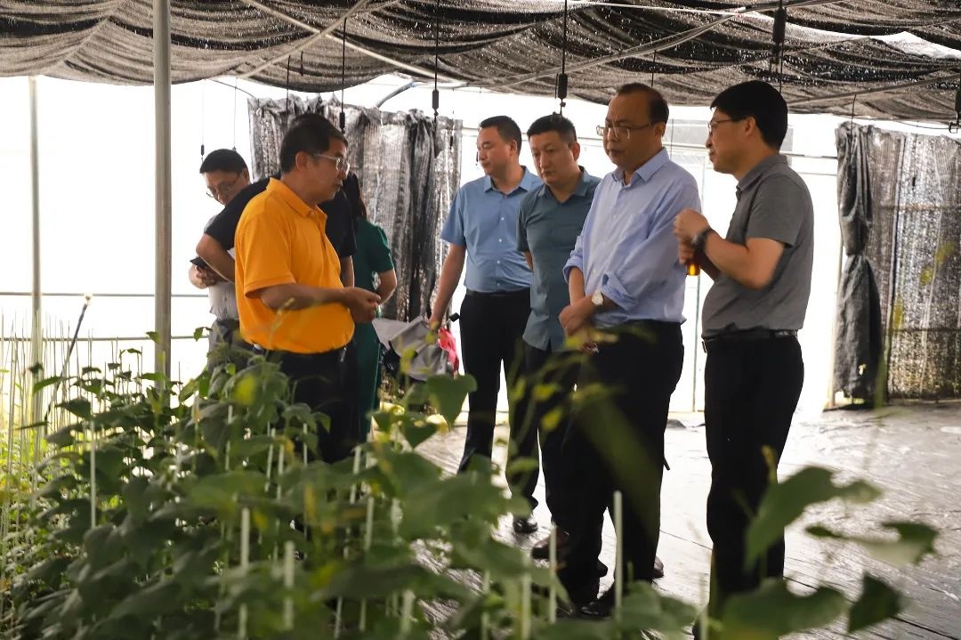 桂林吉福思羅漢果有限公司