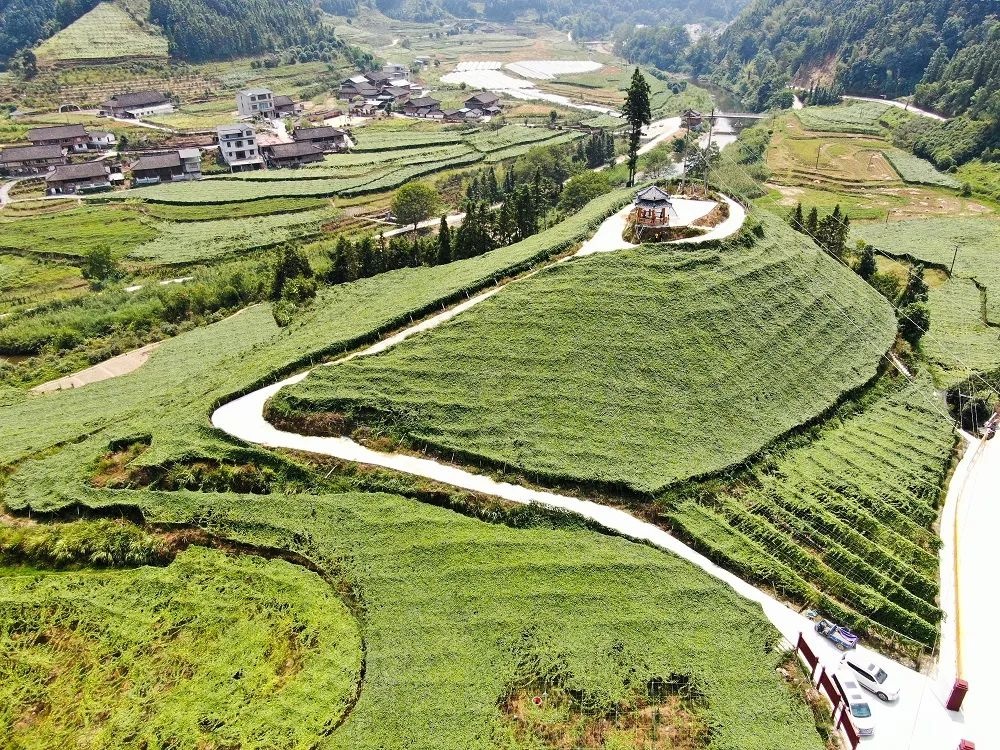 桂林吉福思羅漢果有限公司