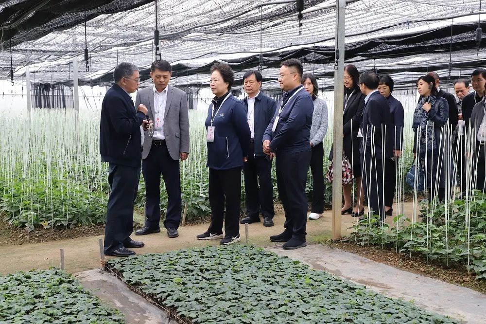 桂林吉福思羅漢果有限公司