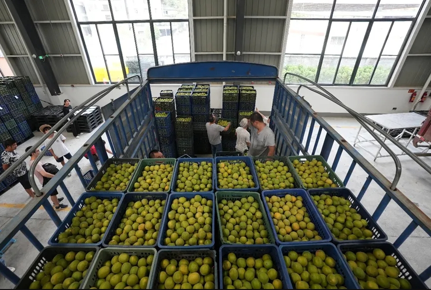 桂林吉福思羅漢果有限公司